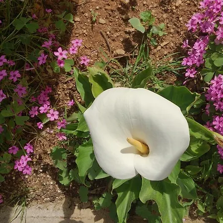Mendula