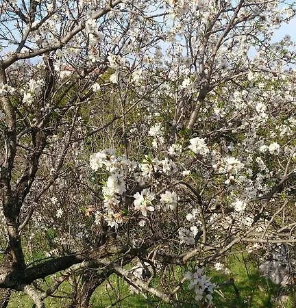 公寓 Mendula Pašman